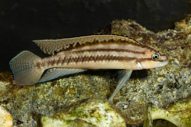 Telmatochromis bifrenatus 'Maswa'